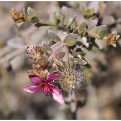 4x Weleda Tandpasta Ratanhia -Verzorgingsproducten 133059 3