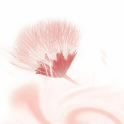 6x Kneipp Douchecreme Silky Secret -Verzorgingsproducten 975259 3