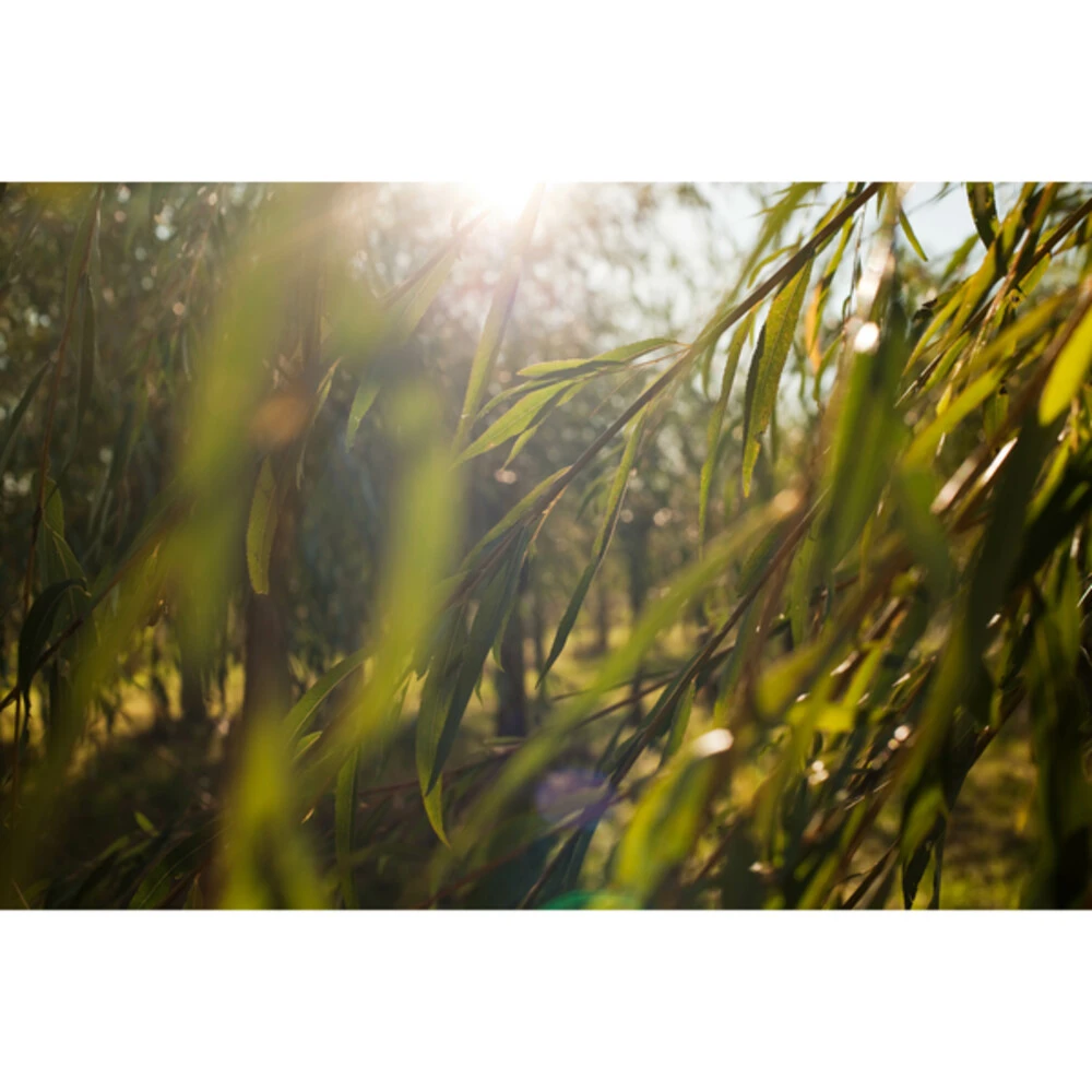 Weleda Reinigingsgel Wilg Zuiverend 4 Weleda Reinigingsgel Wilg Zuiverend - Afbeelding 4